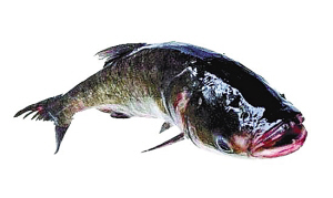http://www.fayettefrontpage.com/uploadfile/2014/0922/20140922102154163.jpg