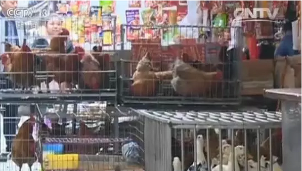 H7N9又來(lái)了，5分鐘教你如何對(duì)抗禽流感！
