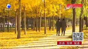 深秋“醉”美景觀 和平路兩旁銀杏樹(shù)落葉繽紛