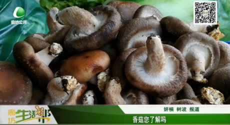 香菇你了解嗎