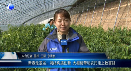新春走基層：調(diào)結(jié)構(gòu)搞創(chuàng)新 大棚桃?guī)愚r(nóng)民走上致富路