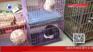 狗年到 狗狗身價(jià)大漲啦！