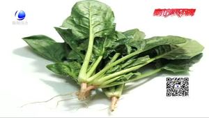 吃菠菜補(bǔ)鐵 背后真相是大力水手的傳說