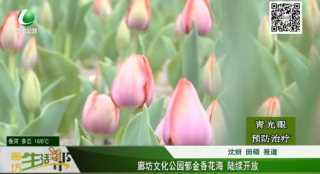 廊坊文化公園郁金香花海 陸續(xù)開(kāi)放