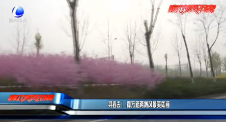 尋春去！廊萬路兩側風景美如畫