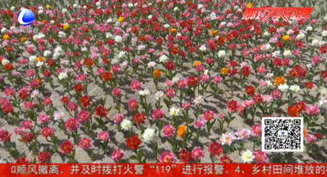 50萬株郁金香“花海梯田”等您來觀賞