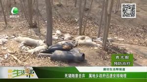 死豬隨意丟棄 屬地鄉(xiāng)政府迅速安排掩埋