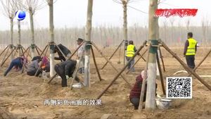 廊坊開發(fā)區(qū)“一地、一帶、五路”造林綠化工作進展順利