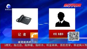 永清縣好心村民救助野生黑天鵝 目前黑天鵝正恢復(fù)當(dāng)中