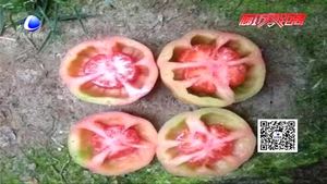 空心西紅柿是打了激素不能吃？專家辟謠為你壓壓驚