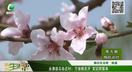 永清縣石各莊村：萬(wàn)畝桃花開 笑迎賓客來(lái)