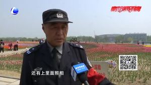 郁金香開放爛漫時 文明賞花莫“傷花”