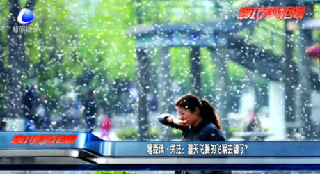 漫天飛舞的飛絮哪去了？