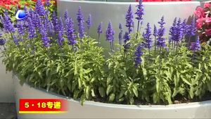廊坊開發(fā)區(qū)花團(tuán)錦簇迎盛會