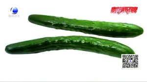 頂花帶刺黃瓜涂過避孕藥？專家；不可信