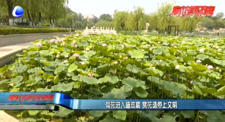 荷花進入盛放期 賞花請帶上文明