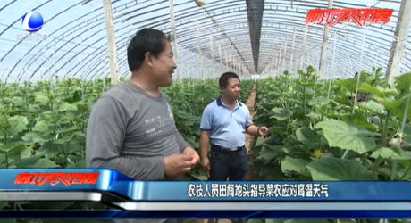 農技人員田間地頭指導菜農應對高溫天氣