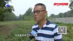 熱心市民粘網(wǎng)上救下貓頭鷹 交給救助站妥善處理
