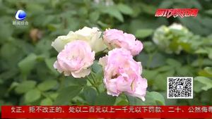 月季養(yǎng)護記錄表正式投入使用 數(shù)據(jù)化紀(jì)錄月季生長過程
