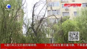 樹木無人管理影響美觀 市民希望盡快治理