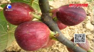 設(shè)施溫室栽培無花果技術(shù)