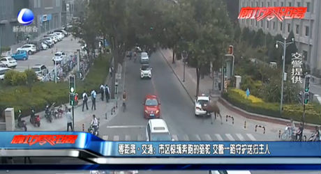 零距離交通：市區(qū)驚現(xiàn)奔跑的駱駝 交警一路守護送歸主人