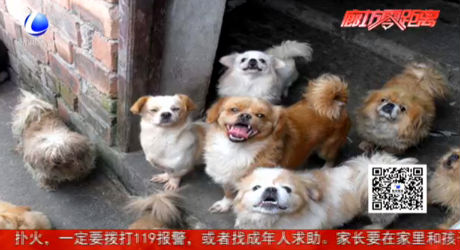 夏季寵物易怒 更要留心預防狂犬病