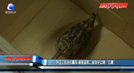 環(huán)衛(wèi)工撿到長嘴鳥 疑是國家二級保護動物“丘鷸”