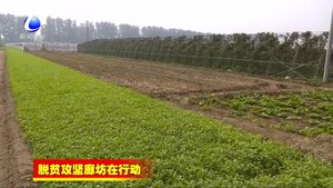 香河縣實(shí)施六大專項(xiàng)行動 助力精準(zhǔn)脫貧
