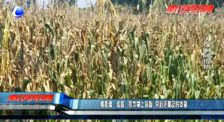 農(nóng)作物上保險 災(zāi)后還需及時申報