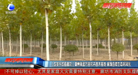 霸州市南孟萬(wàn)畝花卉苗木基地 展現(xiàn)自然生態(tài)風(fēng)光