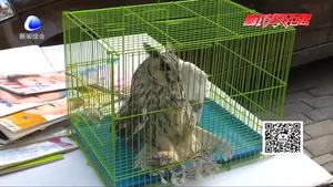 貓頭鷹現(xiàn)身集市 無法飛行被救助