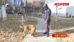 不文明養(yǎng)犬莫讓寵物背惡名 治理既靠規(guī)范也靠自覺(jué)