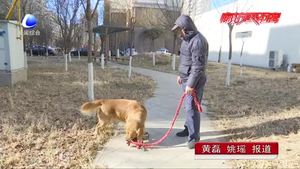 文明養(yǎng)犬（一）有效預(yù)防病毒傳染