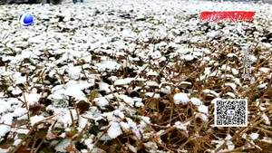 正月十五雪打燈 來(lái)年定有好收成