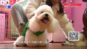 寵物經(jīng)濟(jì)火爆背后（一）：陪伴 讓自己變得更好