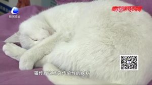寵物經(jīng)濟(jì)火爆背后（三）：尊重生命 理性飼養(yǎng)