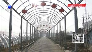 冬去春來(lái)顯生機(jī) 大棚蔬菜忙種植