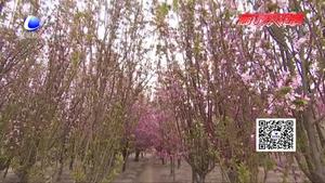 “桃滿(mǎn)龍河 福澤新城”首屆安次區(qū)林海桃源桃花節(jié)開(kāi)幕