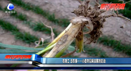 農(nóng)博士 話農(nóng)事——小麥常見病蟲害的防治