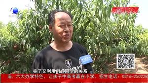 桃子成熟銷售慘淡 知青回鄉(xiāng)助老生產(chǎn)隊(duì)長渡難關(guān)