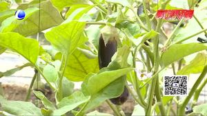 科技成果示范基地：新品種 新技術展示 示范蔬菜優(yōu)良品種