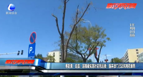 零距離·追蹤：國(guó)槐疑似落葉枯死后續(xù)：園林部門(mén)已及時(shí)用藥修剪