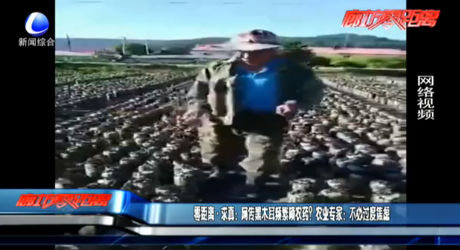 零距離·求真：網(wǎng)傳黑木耳頻繁噴農(nóng)藥？農(nóng)業(yè)專家：不必過(guò)度焦慮