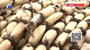 金秋時(shí)節(jié)藕田飄香 香河縣萬(wàn)畝藕塘采藕忙