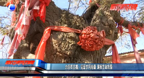 六百年古槐：見(jiàn)證歲月滄桑 演繹生命傳奇