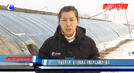 農業(yè)技術人員：走入田間地頭 對雪后常見問題進行指導