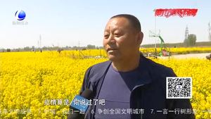 400畝油菜花進(jìn)入盛花期 游客絡(luò)繹不絕