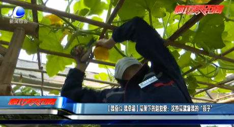 【我?jiàn)^斗 我幸福】瓜架下的趙俊愛(ài)：這些瓜就像我的“孩子”
