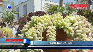 多肉植物春季養(yǎng)護(hù)？記住三個(gè)小技巧